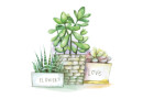 " ФРЕЯ" RPSA- 0042 " Суккуленты в горшках" Скетч для раскраш. акварельными карандашами 29. 5 х 20. 5 см 1 л. . 